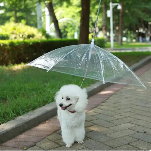 Parapluie pour chien avec laisse intégrée