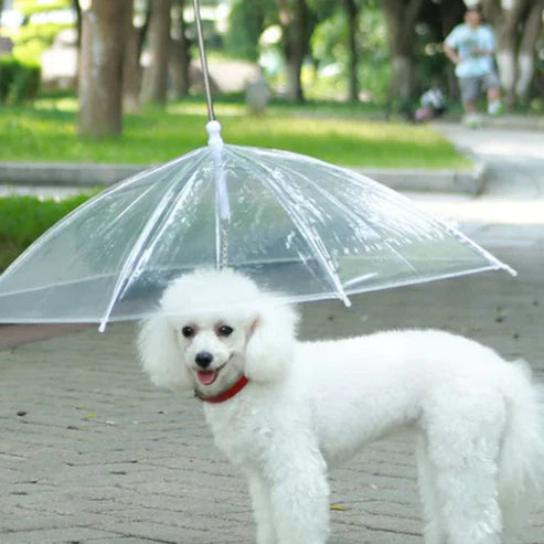 Parapluie pour chien avec laisse intégrée